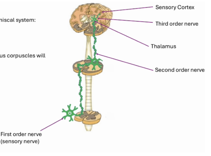 <ul><li><p>USE →</p><ul><li><p>(1) pain</p></li><li><p>(2) T</p></li><li><p>(3) crude touch</p></li></ul></li><li><p>free nerve endings signal this path</p></li></ul><p>—</p><ol><li><p>1st order nerve (sensory nerve) detects info</p></li><li><p><u>send info ASAP &amp; contralaterally to signals to 2nd order nerves</u></p></li><li><p>info sent to thalamus → signal 3rd order nerve</p></li><li><p>info stimulates sensory cortex &amp; sent to correct places in brain</p></li></ol><p></p>
