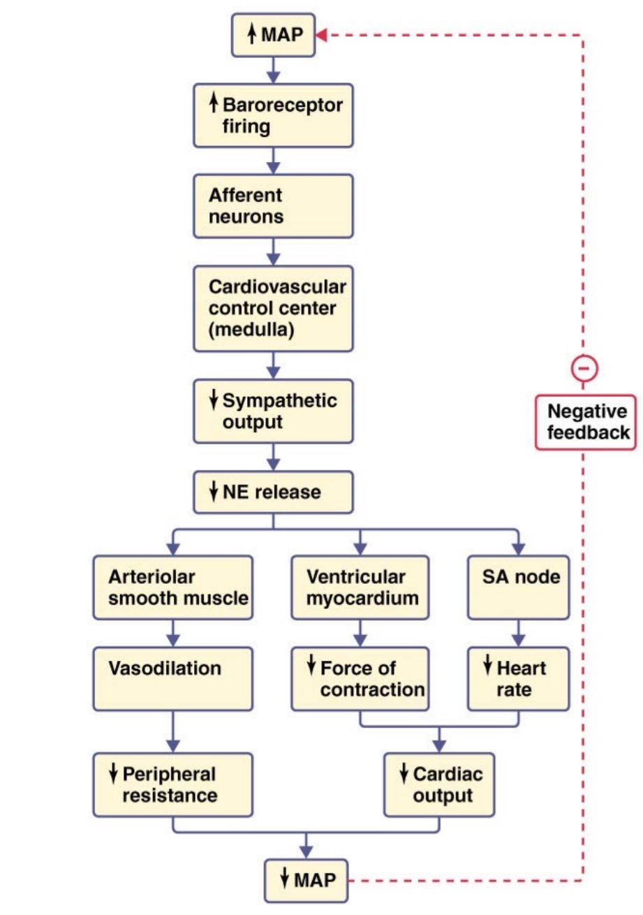 <p>monitor blood pressure and signal to the</p><p>cardiovascular control center of the medulla</p><p></p>