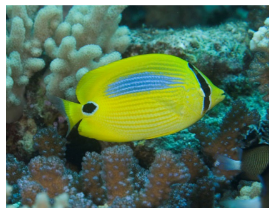 <p>Chaetodon plebeius</p>