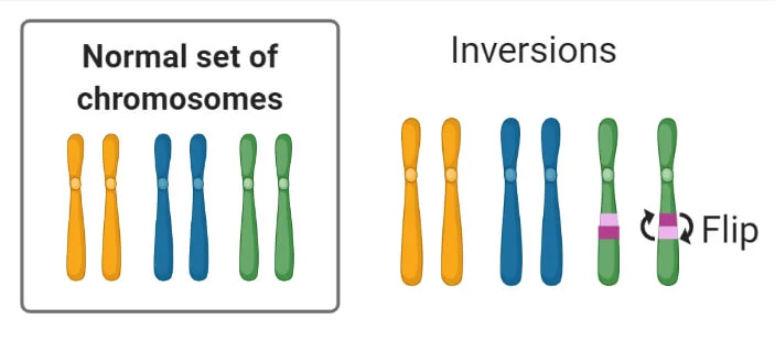 <p>Inversion</p>