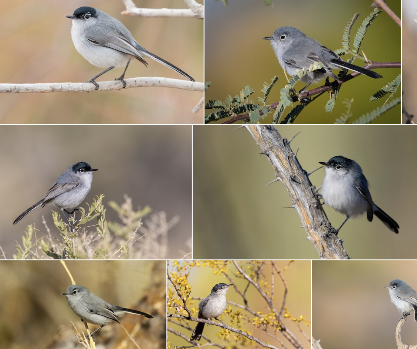 <p>look at general color to distinguish females from other spp.</p>