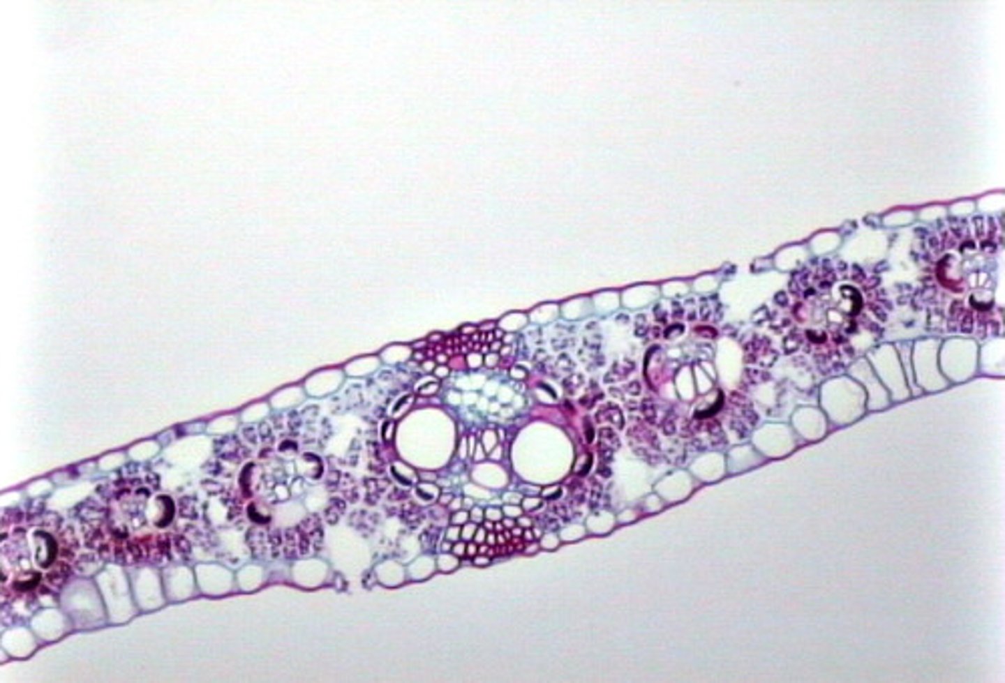 <p>veins are parallel and small</p>