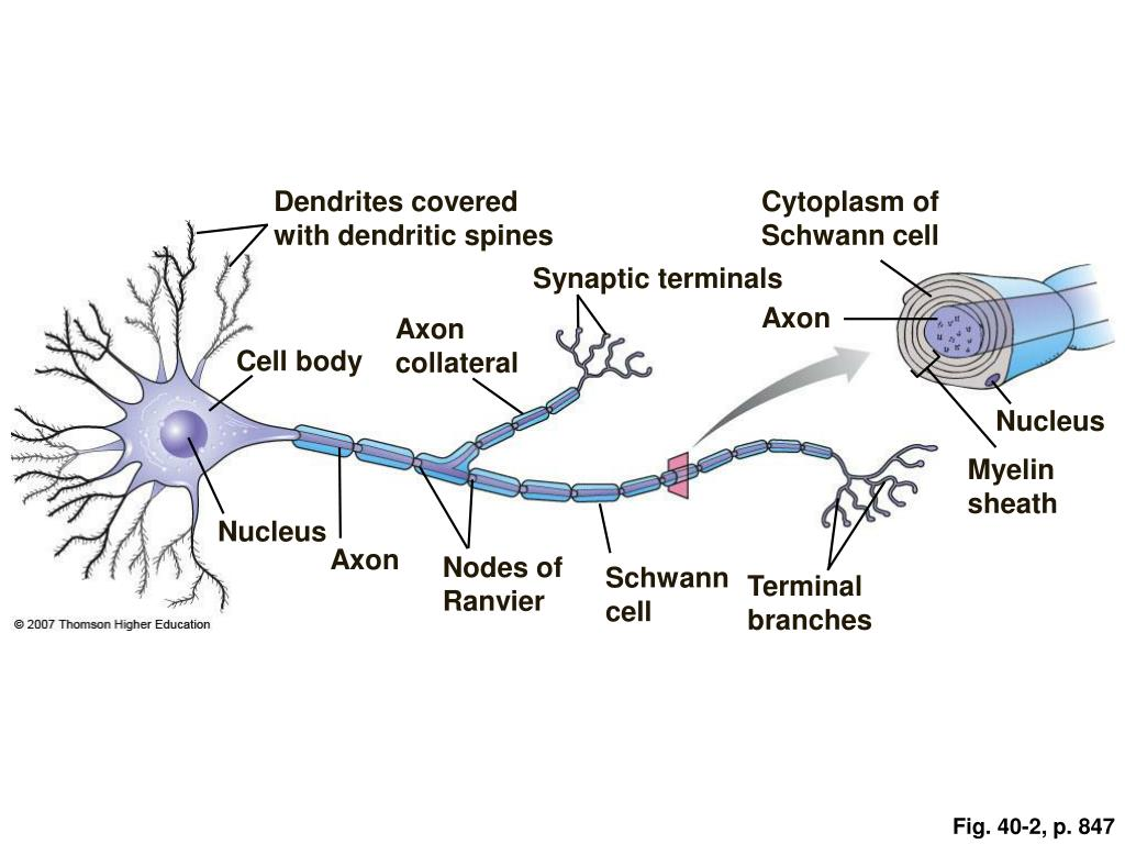 <p>Extra axon branching off of main axon</p>