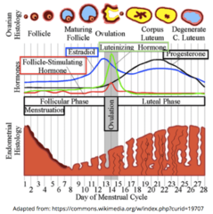 <p>FSH & LH release decreases from the anterior pituitary, so the corpus luteum begins to degenerate</p>