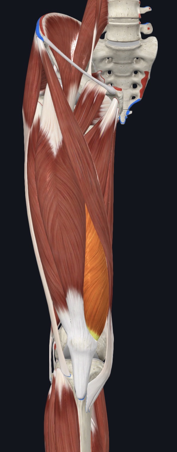 <p>Anterior Thigh</p>