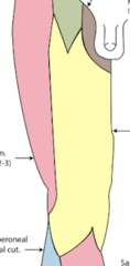 <p>-Anterior femoral nerve</p>