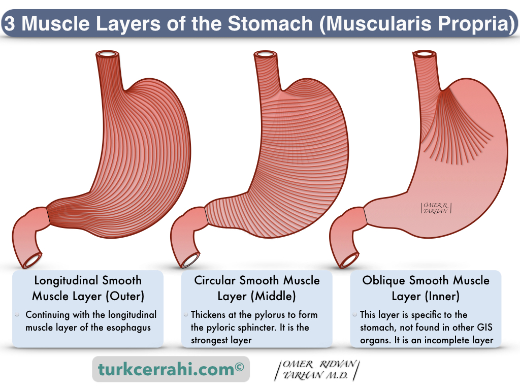 <p>Layer in muscularis external of stomach</p>