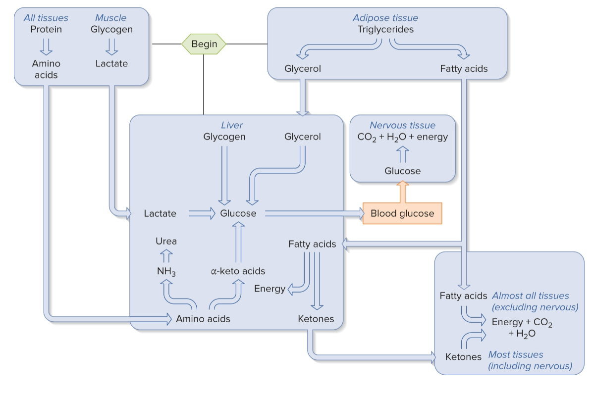 <p>explain this photo ( post absorptive state pathway ) </p>