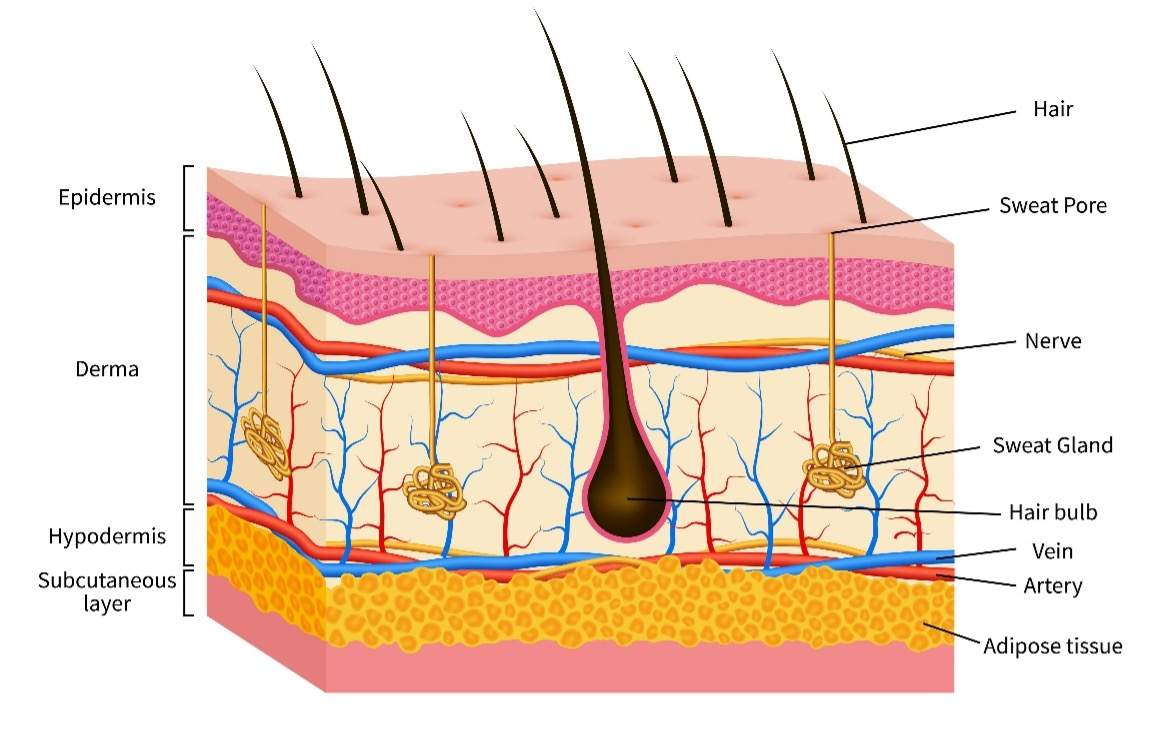 <ul><li><p><span style="line-height: inherit;"><strong>Papillary Layer:</strong> Areolar tissue with capillaries, lymphatics, and sensory neurons; named because of the dermal papillae lock in with the epidermal ridges.</span></p></li><li><p><span style="line-height: inherit;"><strong>Reticular Layer: </strong>Deep to the papillary layer and composed of dense irregular connective tissue with collagen and elastin fibers.</span></p></li></ul><p></p>
