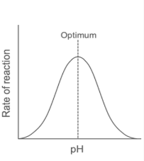<p>enzymes have narrow optimum pH range </p><p>outside range H/OH ions interact with H-bonds and ionic bonds holding the tertiary structure= denaturation </p>