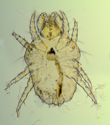 <ul><li><p>name</p></li><li><p>host</p></li><li><p>infection site</p></li><li><p>diseases transmitted</p></li></ul><p></p>