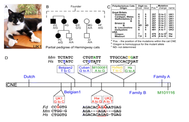 <p>anterior expression of <em>Shh</em> and polydactyly</p><p>Hemingway cats </p>