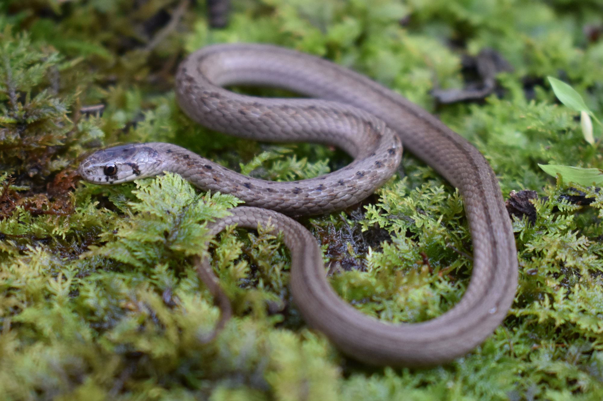 <p>Storeria dekayi </p>