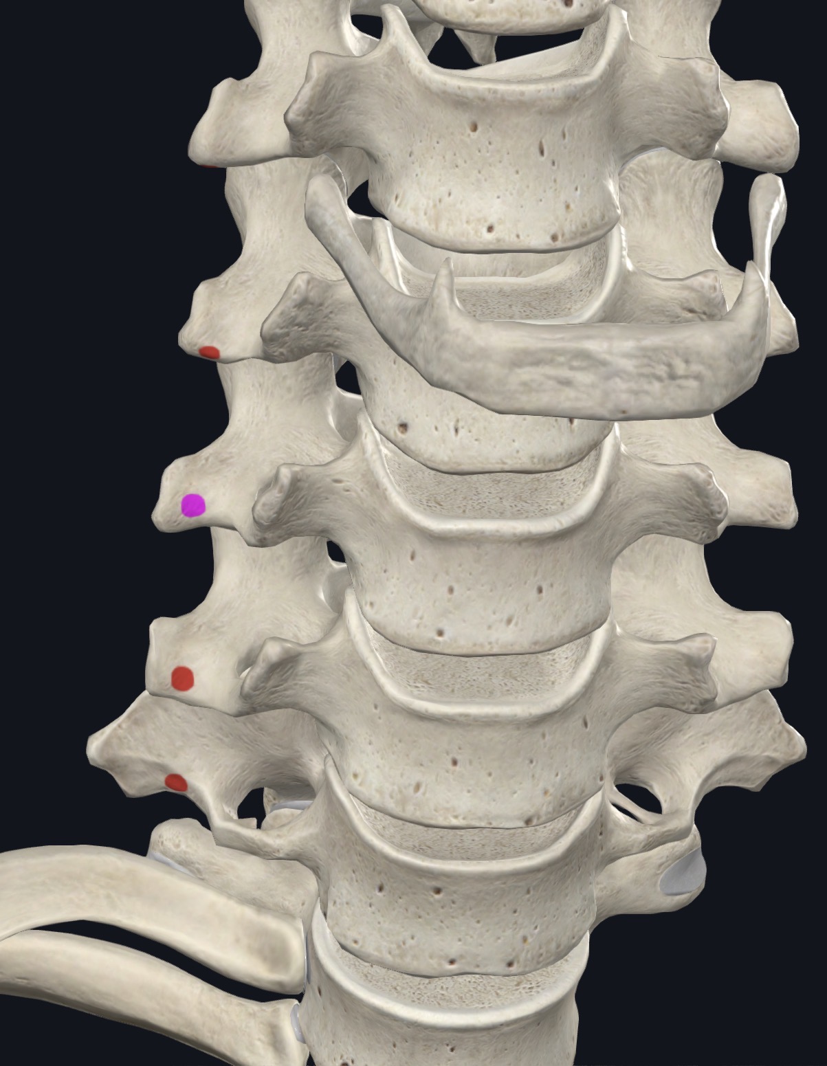 <p>Post. tubercles of TP of C5-C7</p>
