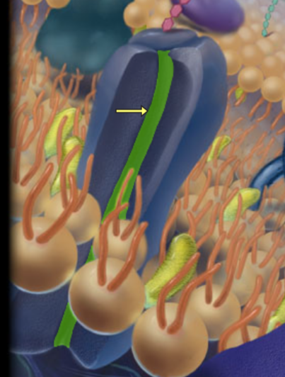 <p>cell membrane</p>
