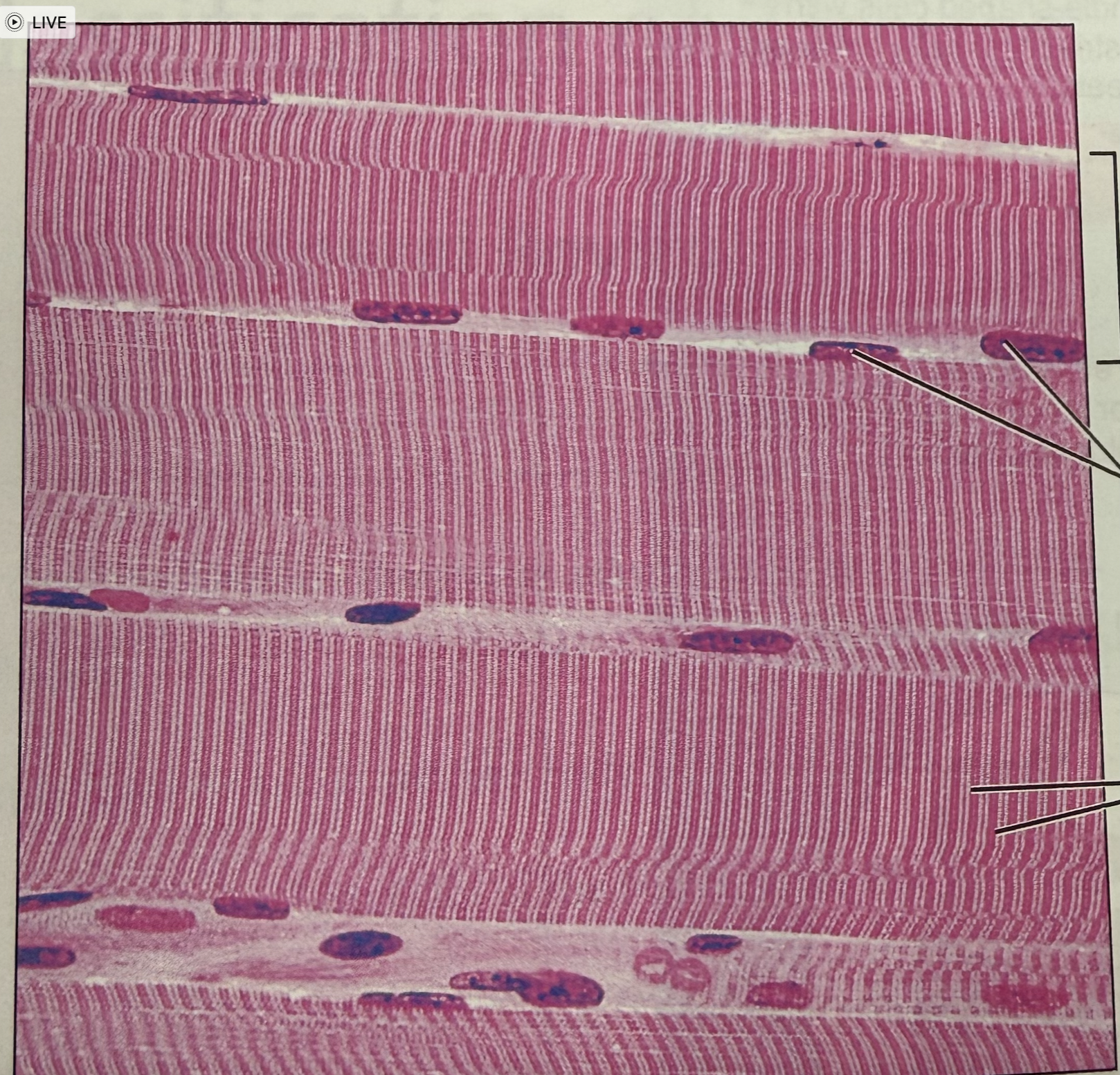 <p>what tissue is this</p>