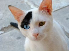 <p>Cat</p>