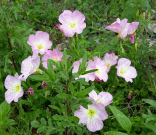 <ul><li><p>pink to white flower</p></li><li><p>wildflower like</p></li></ul><p></p>