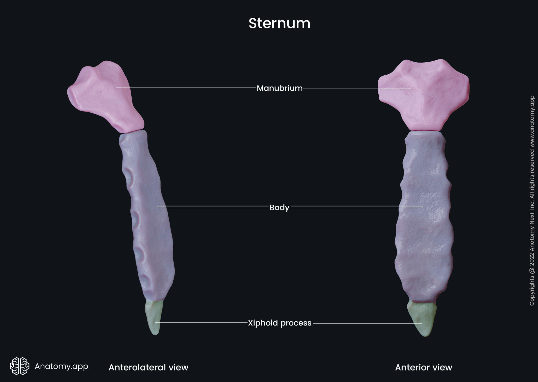 <ul><li><p>anterior support for rib cage </p></li><li><p>made of manubrium, body, and xiphoid process </p></li><li><p>forms sternocostal joints </p></li></ul><p></p>