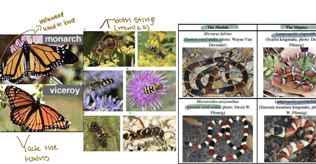 <p>Occurs in organism that look like aposematic species but lack the toxins or poison</p>