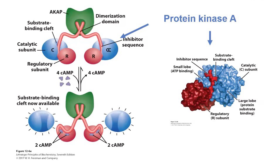 <p>Kinase phosphorylates target residues on protein (PKA does T and S)</p><p>cAMP (4) binds to 2 regulatory subunits (2 cAMPs each) and releases 2 inhibitor sequences to activate PKA</p><p>Can deactivate PKA function via phosphatases</p>