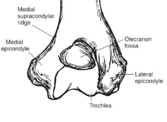 <p>lateral epicondyle of the distal humerus serves as </p>