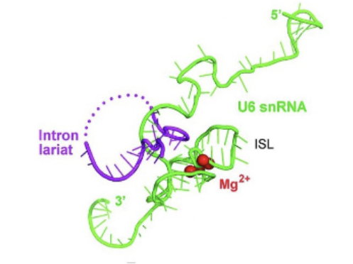 <p>Using 2 metal ions (attached to U6 stem loop) to activate the incoming group, stabilize the intermediate and then stabilize the leaving group. Exact same mechanism as Group 2 introns, which means that it is an <strong>RNA catalyzed reaction = RNA machines at its heart</strong> (proteins just there for support). </p>