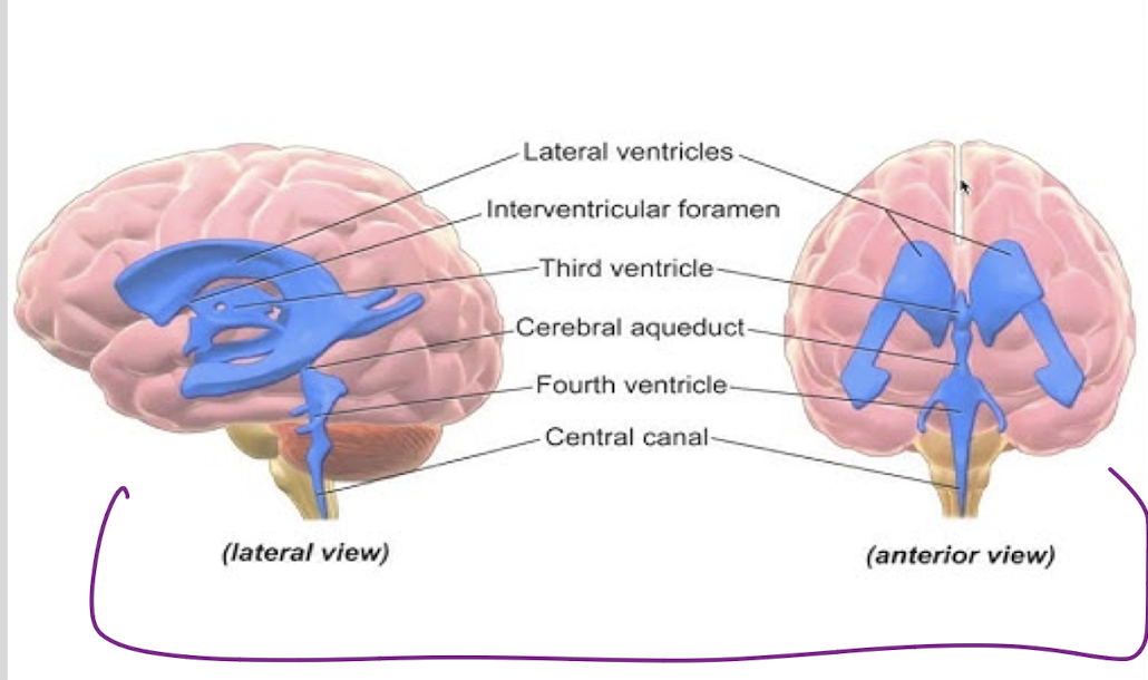 <ul><li><p>protects and supports nervous system</p></li><li><p>produced in choroid plexuses on ventricle walls</p></li><li><p>circulates through ventricles, meninges, spinal cord</p></li><li><p>cushion for the brain</p></li></ul><p></p>