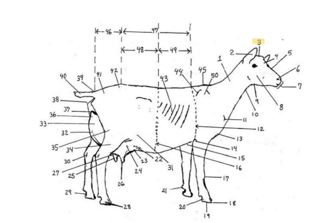 knowt flashcard image