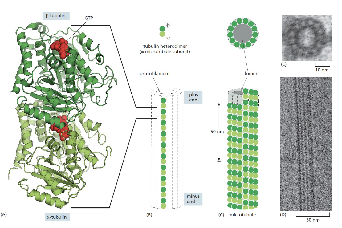 <p>are the thickest of the 3 components of the cytoskeleton</p><ul><li><p>are hollow, tube-shaped rods made from <strong>tubulin proteins </strong></p><ul><li><p>each tubulin unit is a dimer composed of <span>one α-tubulin and</span><br><span>one β-tubulin polypeptide.</span></p><ul><li><p><span>α- and β-tubulin units create a strong cylindrical structure</span></p></li></ul></li><li><p><span>tubulin dimers assemble together to form the wall of the microtubule</span></p></li></ul></li><li><p>about 25 nm in diameter and about 200 nm to 25 microns long</p></li><li><p>are constructed of dimers of tubulin</p><ul><li><p>functions:</p><ul><li><p>shaping the cell</p></li><li><p>guiding movement of organelles</p></li><li><p>separating chromosomes during cell division</p></li><li><p>resist compression</p></li></ul></li></ul></li></ul><p></p>