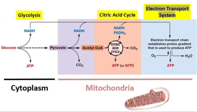 <ol><li><p>Glycolysis </p></li><li><p>Citric Acid Cycle</p></li><li><p>Electron Transport System</p></li></ol><p></p>