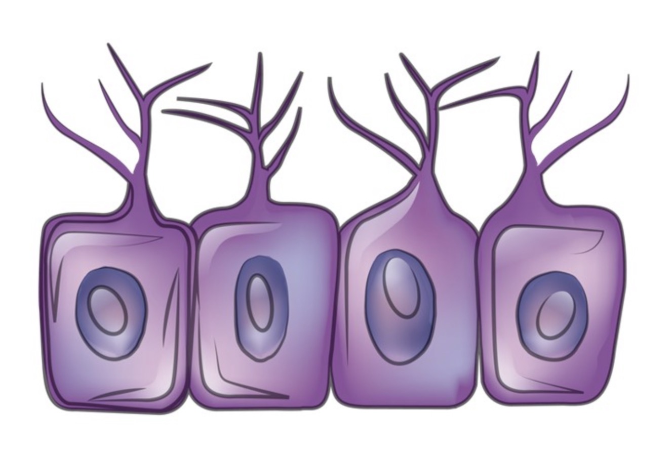 <p>Ependymal</p>