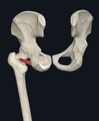 <p>What’s this muscle?</p>