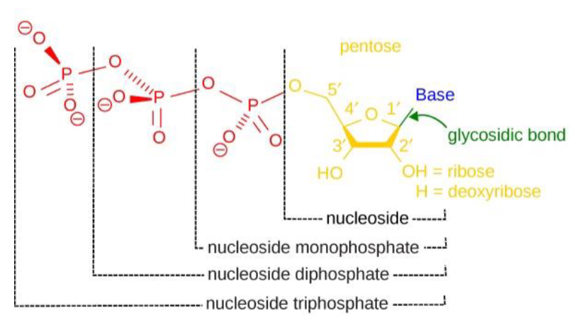 <ol><li><p>deoxyribose: an -H at the 2’ carbon</p></li><li><p>ribose: an -OH at the 2’ carbon</p></li></ol><p></p>