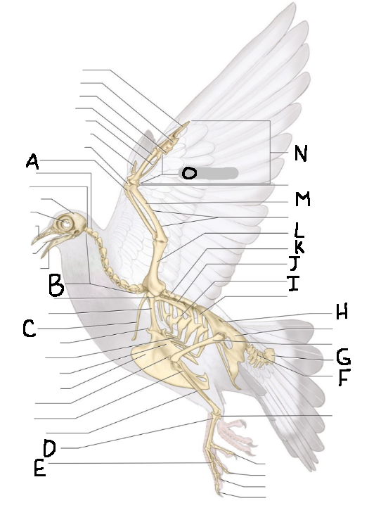 <p>J</p>