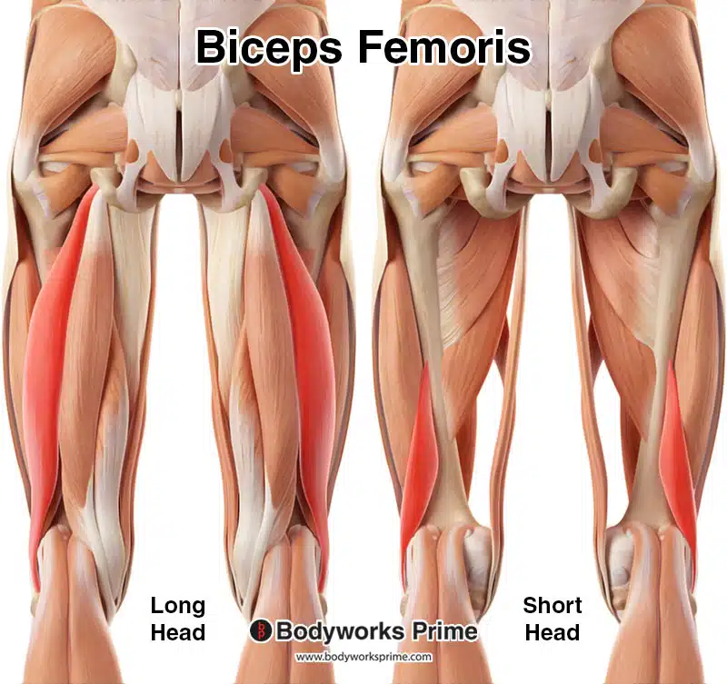 <ul><li><p>a long muscle of the posterior compartment, makes up the hamstrings along with semimembranosis and semitendinosus</p></li><li><p>runs from the ischial tuberosity to the proximal part of the fibula, crossing two joint (hip and knee)</p></li><li><p>flexes and externally rotates at the knee joint, extends and externally rotates at the hip</p></li><li><p>consists of a long and short head</p></li></ul><p></p><p>origin → long head: inferomedial impression of the ischial tuberosity, sacrotuberous ligament</p><p>→ short head: linea aspera of femur (lateral lip), lateral supracondular line of femur</p><p>insertion → lateral aspect of head of femur</p><p>action → thigh extension and external rotation at the hip joint; leg flexion and external rotation at the knee joint; stabilizes pelvis</p><p>innervation → long head: tibial division of sciatic nerve (L5-S2)</p><p>→ short head: common fibular division of sciatic nerve (L5-S2)</p><p>blood supply → inferior gluteal artery, perforating arteries, popliteal artery</p>