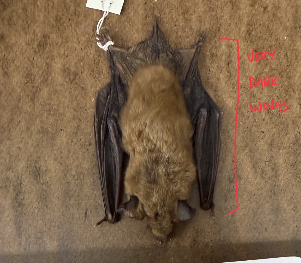 <p>Big and brown bat</p>