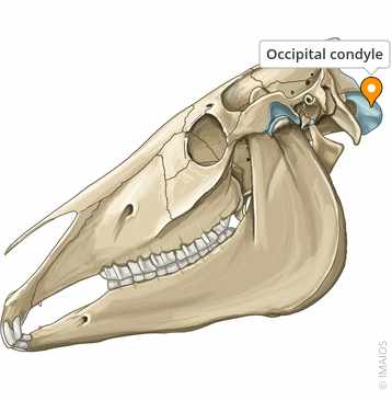 <p>Occipital Condyle</p>