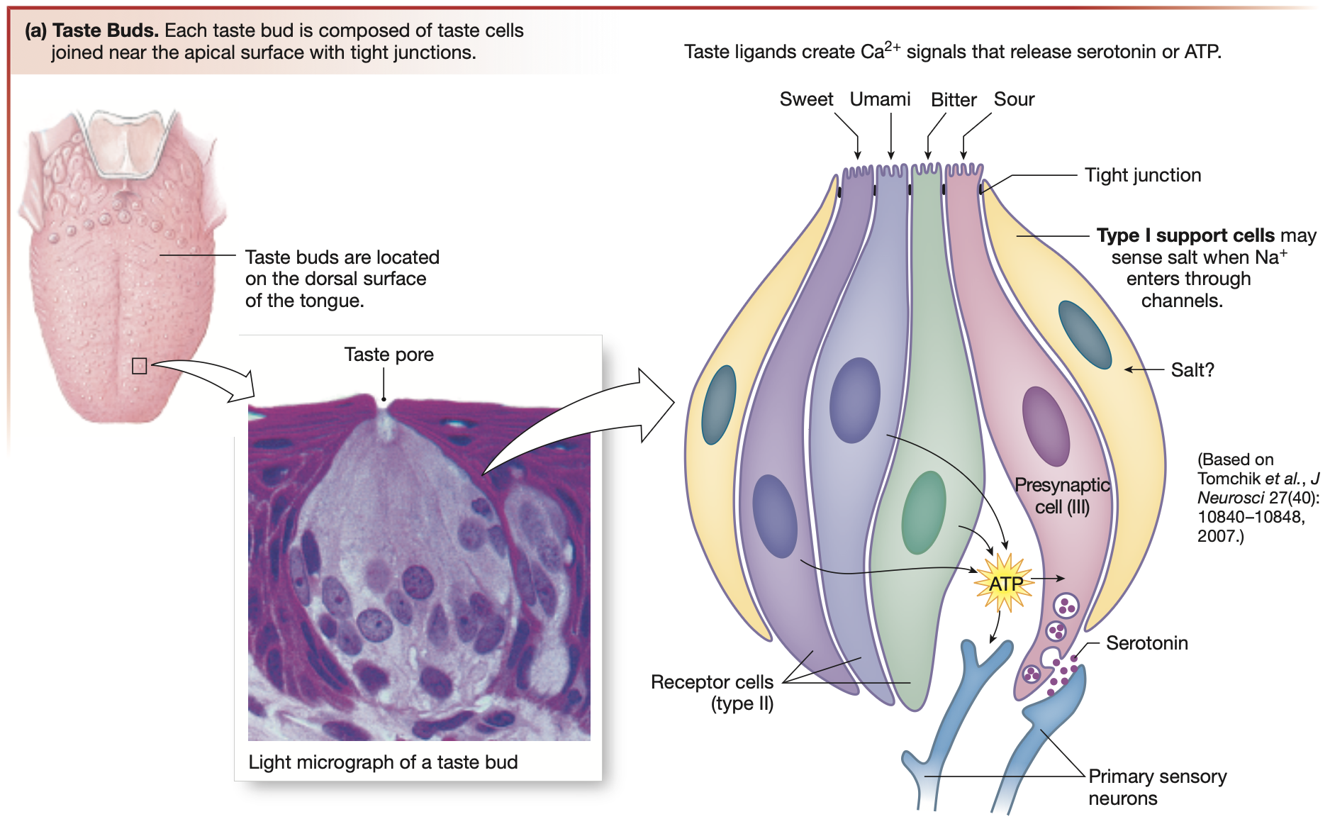 <ol><li><p><strong><mark data-color="green" style="background-color: green; color: inherit;">Tastant Na+</mark></strong> from <strong><mark data-color="red" style="background-color: red; color: inherit;">salty foods</mark></strong> dissolves in <strong><mark data-color="green" style="background-color: green; color: inherit;">saliva</mark></strong></p></li><li><p>Na+ diffuses into <strong><mark data-color="yellow" style="background-color: yellow; color: inherit;">taste pore</mark></strong> and comes into contact with <strong><mark data-color="yellow" style="background-color: yellow; color: inherit;">gustatory hairs</mark></strong></p></li><li><p>Na+ enters the <strong><mark data-color="green" style="background-color: green; color: inherit;">gustatory cell - chemoreceptors</mark></strong>, triggering cell <strong><mark data-color="purple" style="background-color: purple; color: inherit;">depolarisation</mark></strong></p></li><li><p>Change in membrane potential triggers <strong><mark data-color="green" style="background-color: green; color: inherit;">voltage-gated ion channels</mark></strong> (<strong><mark data-color="green" style="background-color: green; color: inherit;">Na+ & Ca2+</mark></strong>) to open, allowing both ions to flow INTO the cell</p></li><li><p>Increased cation reflux triggers gustatory cell releases <mark data-color="purple" style="background-color: purple; color: inherit;">neurotransmitters - </mark><strong><mark data-color="purple" style="background-color: purple; color: inherit;">serotonin</mark></strong> </p></li><li><p>Binding of serotonin to “<strong><mark data-color="purple" style="background-color: purple; color: inherit;">sensory dendrites</mark></strong>” triggers depolarisation and action potentials to be sent along <mark data-color="purple" style="background-color: purple; color: inherit;">afferent nerve fibres.</mark></p></li></ol><p></p>