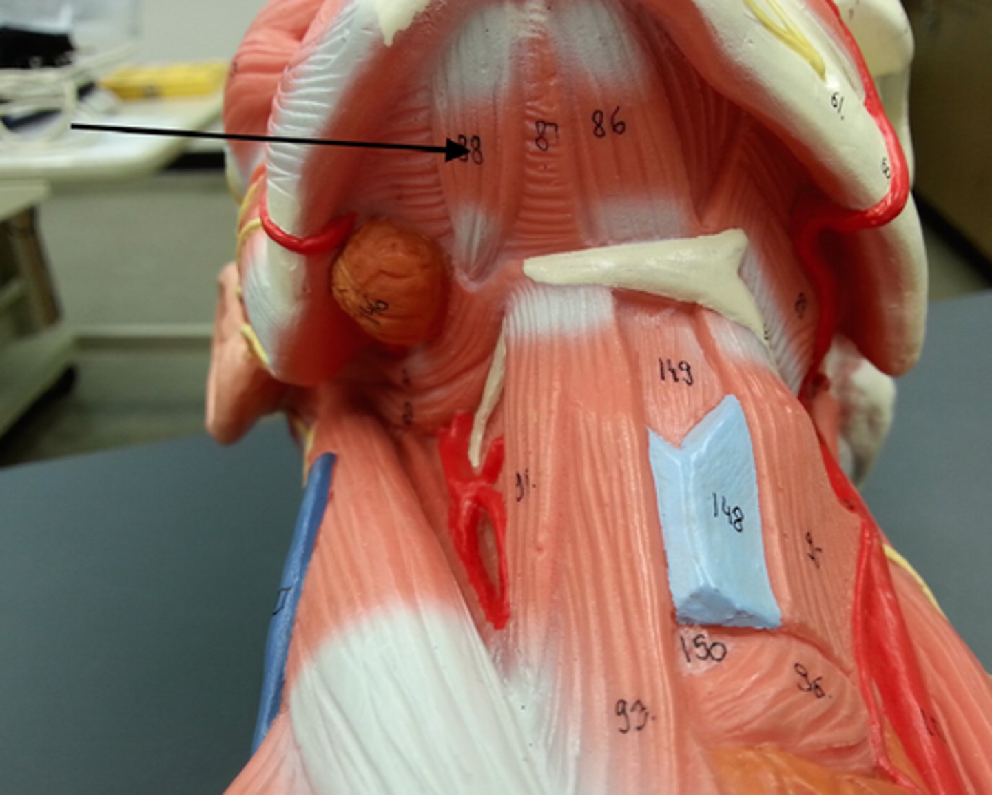 <p>Region:</p><p>Neck</p><p>Action:</p><p>Depresses mandible</p><p>Innervation:</p><p>CN V3 (Trigeminal)</p>