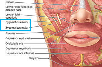 <p>Origin: zygomatic bone (lateral)</p><p>Insertion: angle of the mouth</p><p>Action: lifts upper lips and angle of mouth = smile</p>
