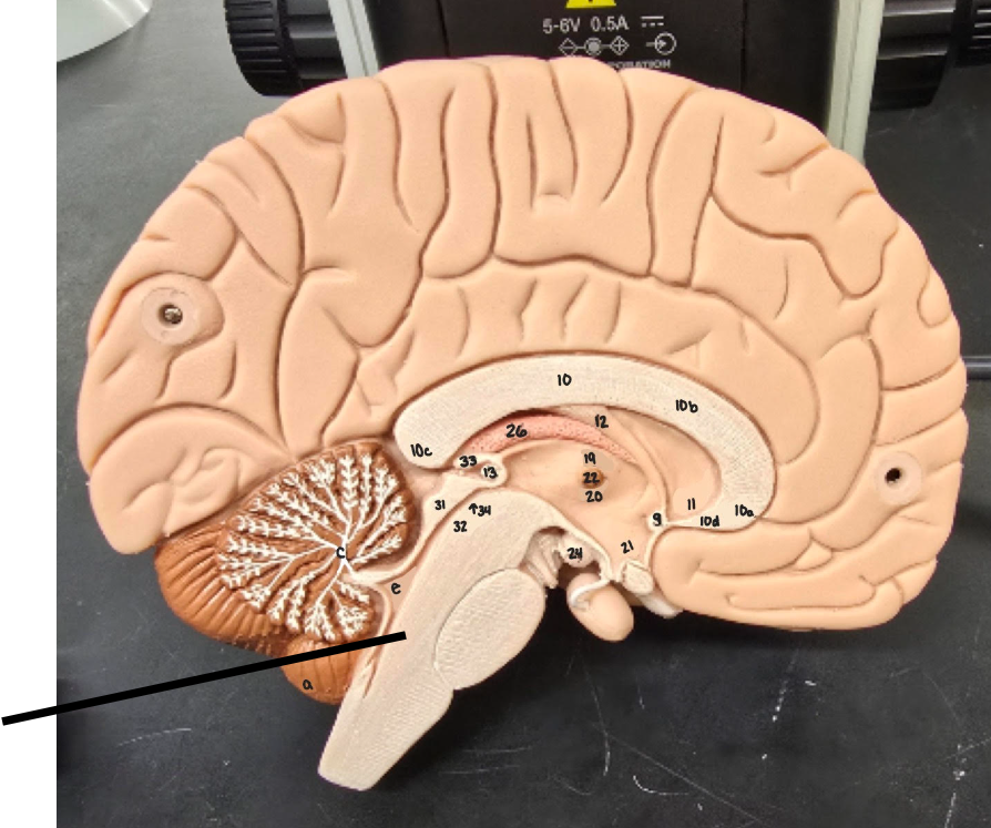 <p>Name Major Region/Major Part of the Brain</p>