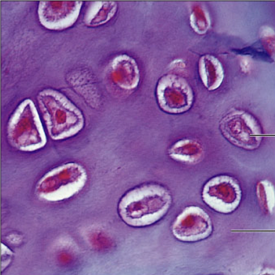 <p>Identify this tissue</p>