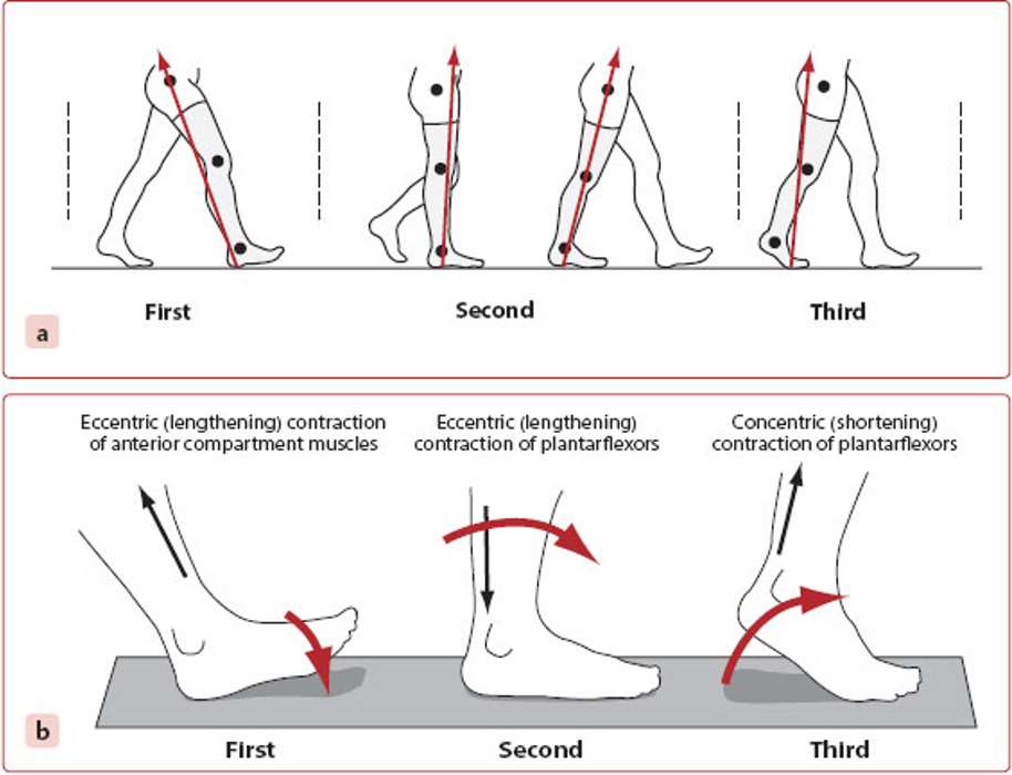 <p>first - eccentric (lengthening) contraction of anterior compartment muscles</p><p>second - eccentric (lengthening) contraction of plantar flexors</p><p>third - concentric (shortening) contraction of plantarflexors </p>