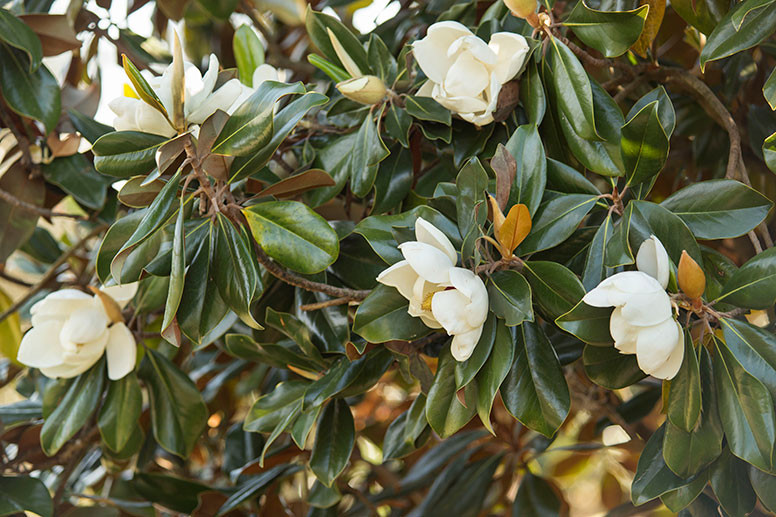 <p>Southern Magnolia</p>