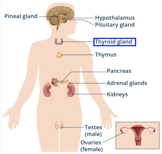 <ul><li><p>It regulates metabolism which affects the body’s energy use and growth.</p></li><li><p>It does this by releasing the hormone thyroxine.</p></li><li><p>It is located at the front of the neck.</p></li></ul><p></p>