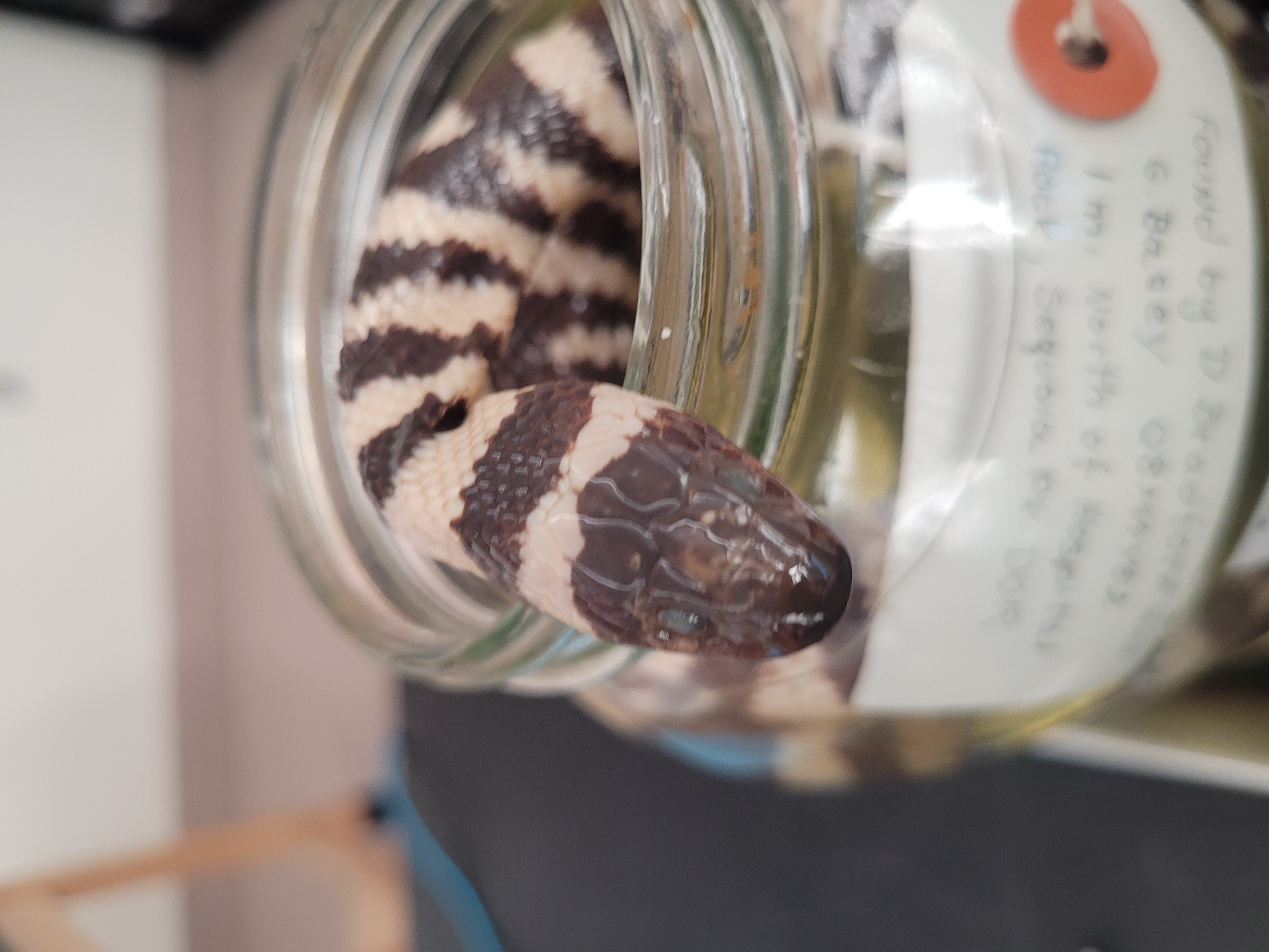 <p>What species is this?</p>