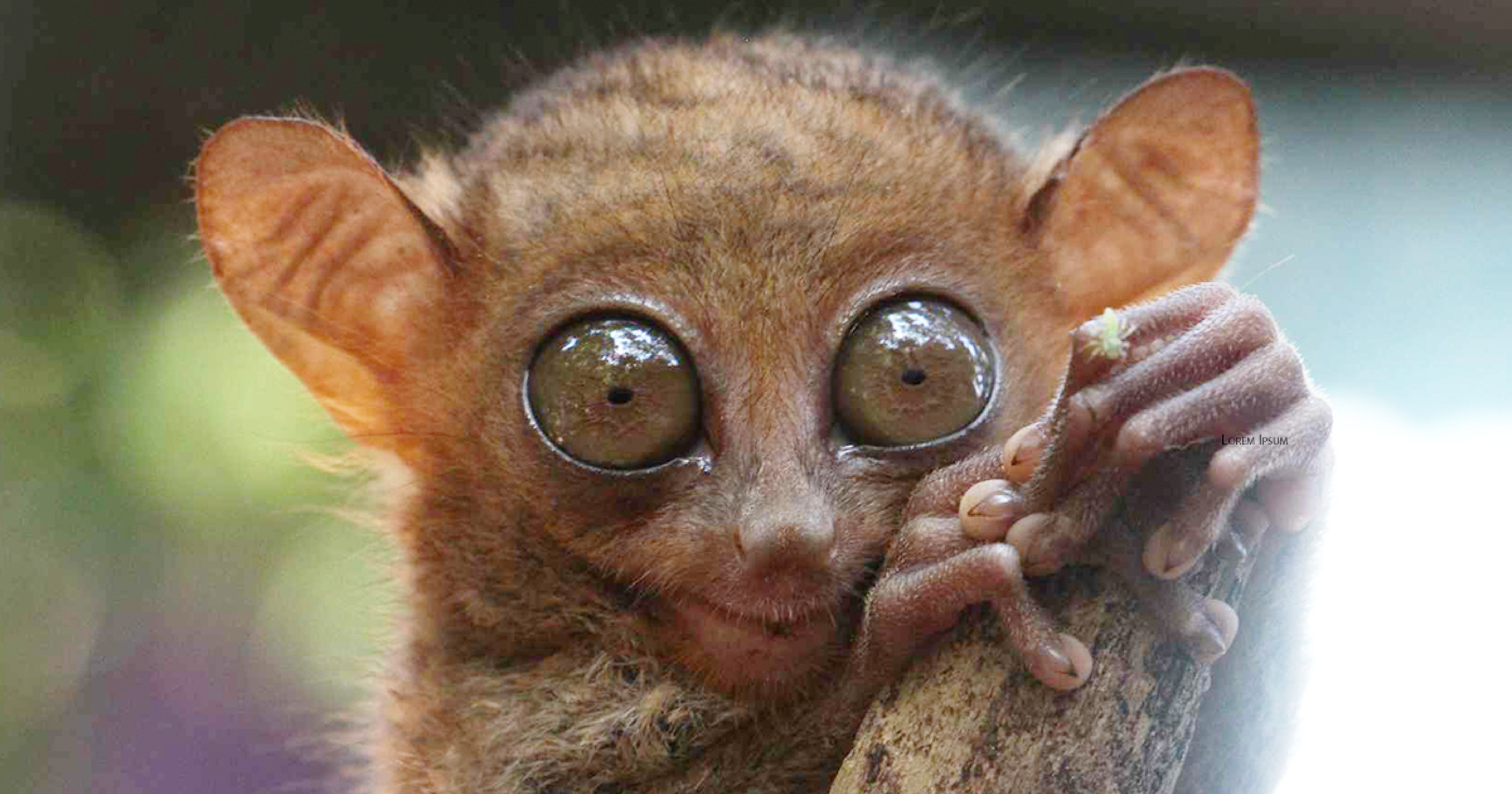 <p>khỉ lùn tarsier</p>
