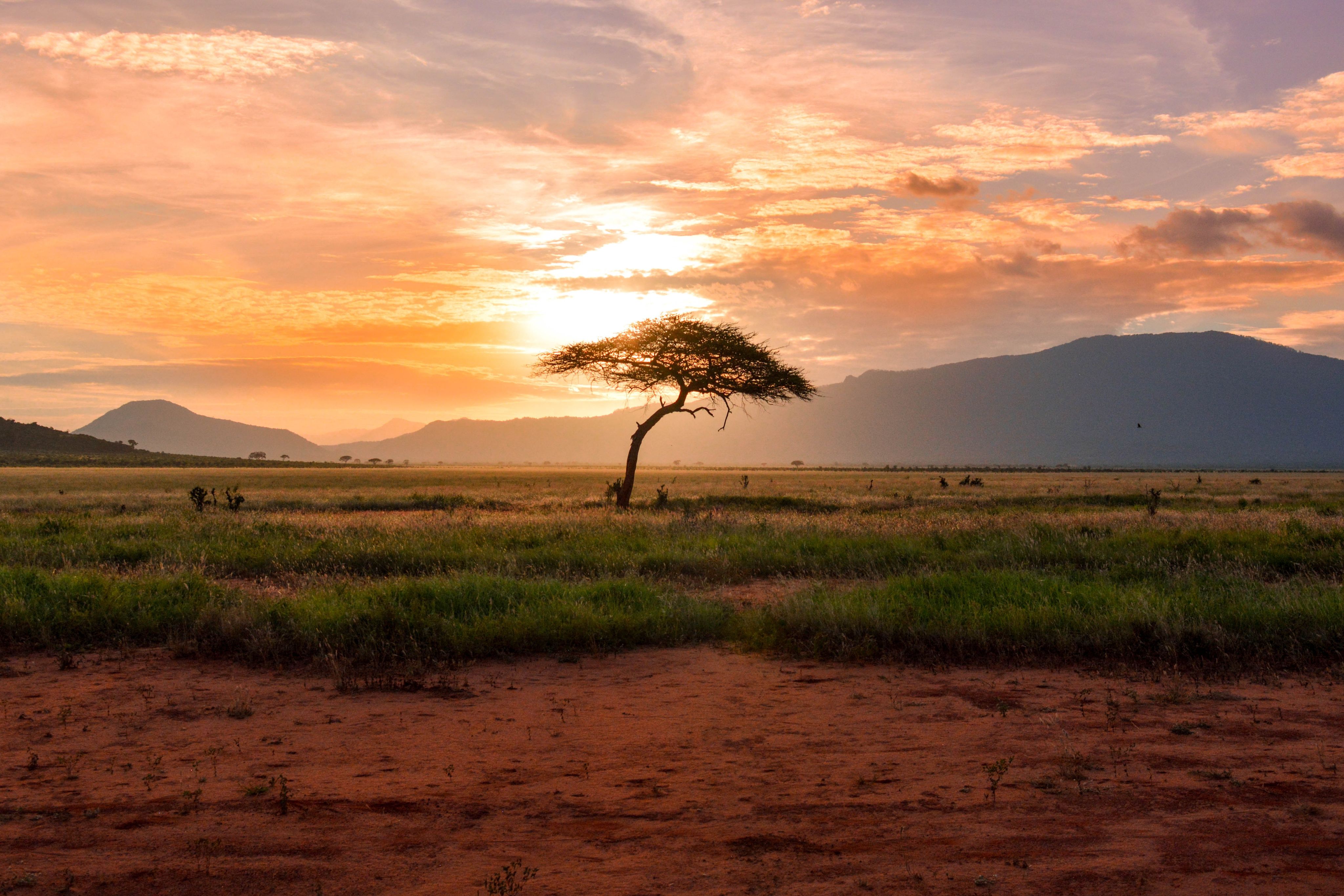 <p>Savanna</p>