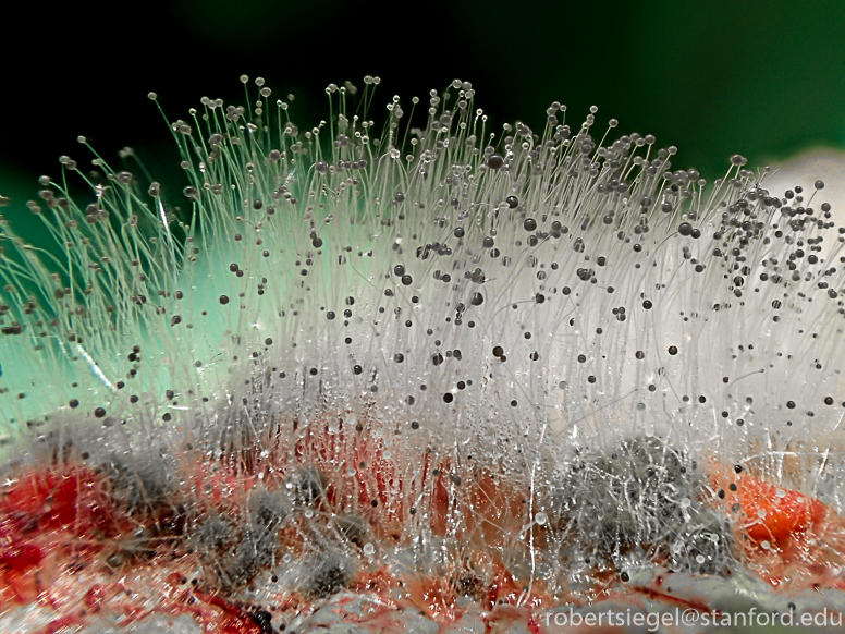 <p>rapid growers, gray to white aerial mycelium, aseptate, opportunistic pathogens</p>